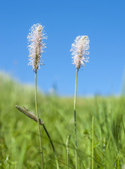hoary plantain flowers