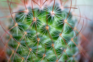   Cactus Background, Close up thorns of cactus.