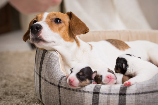 dog feeds the puppies,  Jack Russell Terrier