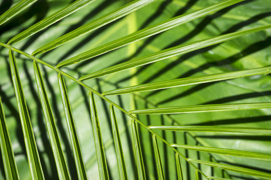 Tropical jungle background of bright green palm fronds casting shadows on banana palm leaves