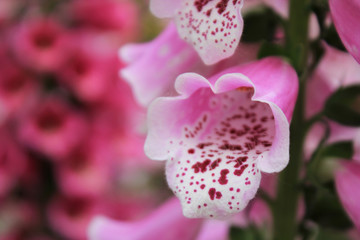 Digitalis purpurea