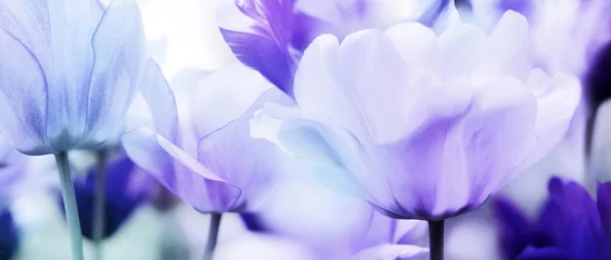 Badkamer foto achterwand Tulp tulpen cyaan violet ultra licht