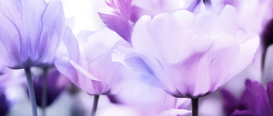 tulips pink violet ultra light - obrazy, fototapety, plakaty