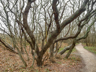 coastal forest scenery