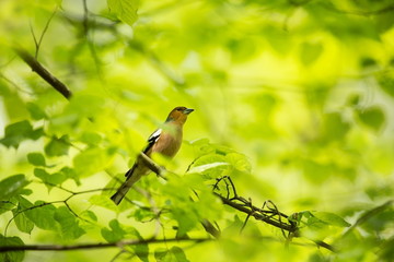 Fringilla coelebs. Photographed in the Czech Republic. Spring nature. From bird life. Bird on the tree. Green Tree. Beautiful picture. The wild nature of the Czech Republic. Europe. Czech Republic. Sp