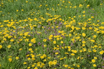 Flowering dandelions in the clearing. Meadow with dandelions