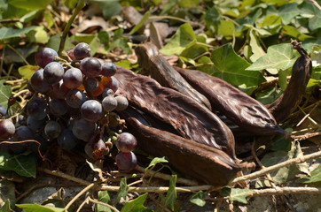 Just picked grape raceme and carobs in a coastal garden