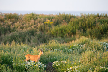 Eine Rehbock (Capreolus capreolus) am frühen Morgen in den Dünen auf der Nordseeinsel Juist in Nordfriesland, Deutschland, Europa.