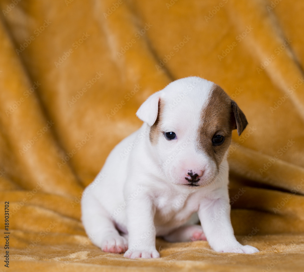 Wall mural Jack Russell puppy