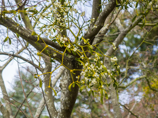 Misteltoe in winter near lake constance, germany