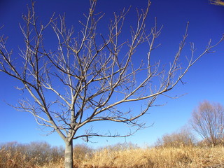 枯れ野の中の枯れ木