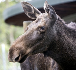 Eurasian elk. Latin name - Alces alces