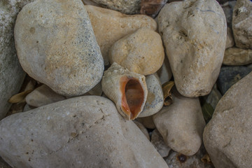 Sea snails and mussesls on the beach