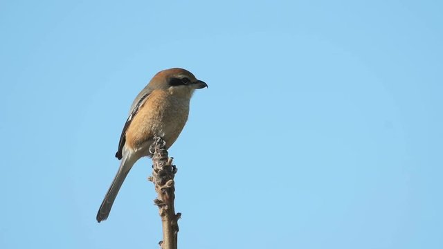 飛び立つモズ(Bull-headed shrike)