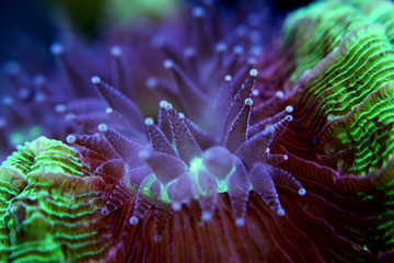 Undrewater macro shot on coral polyps