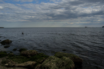 Seagulls and herring-gulls at Varna coastline
