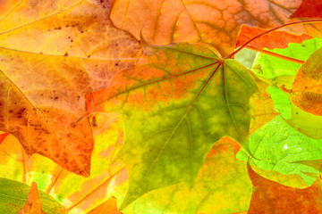 colorful autumn background. red, green and orange autumn leaves.