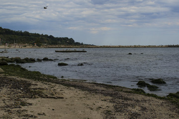 Seagulls and herring-gulls at Varna coastline