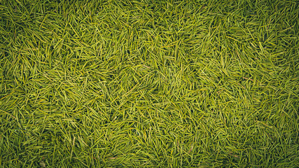 background needles christmas trees.