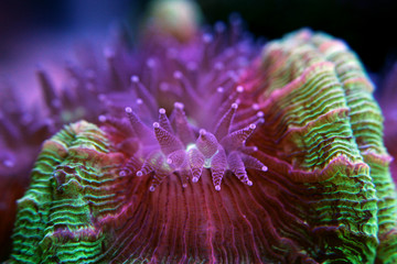 Undrewater macro shot on coral polyps