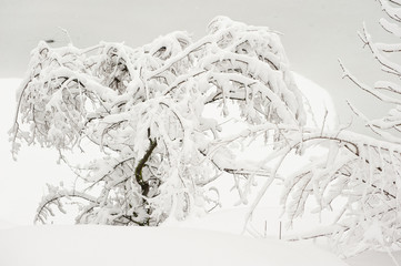 Freshly fallen snow on the trees in the park in winter