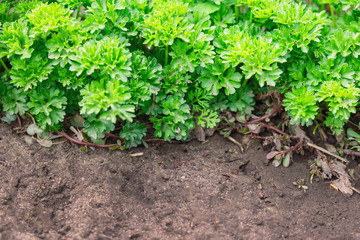 Bush of fresh parsley in the ground, top view closeup with copy space