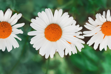 Fototapeta premium Chamomile flowers field in sun ligh.