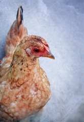 Homemade chicken on a gray background. Organic farming
