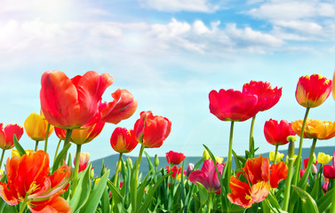 Glück, Lebensfreude, Frühlingserwachen, Auszeit, Leben: Buntes, duftendes Blumenfeld mit Tulpen m Frühling :)