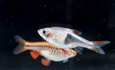 Aquarium fish