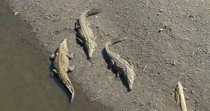 Huge American Crocodiles, Costa Rica