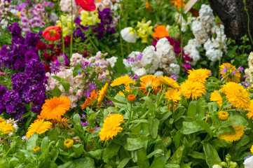 Obraz na płótnie Canvas Bright and colorful spring flowers nature background