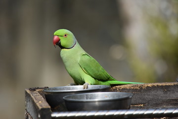PERRUCHE A COLLIER AU SRI LANKA © EMMANUEL