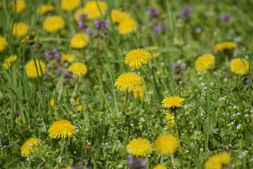 Flowering dandelions in the clearing. Meadow with dandelions.