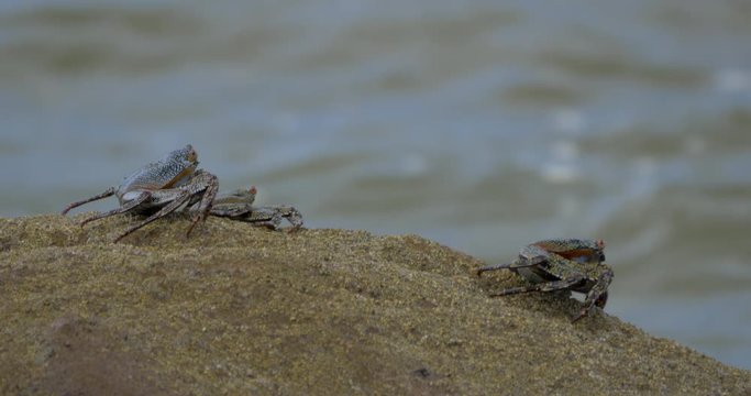 Ghost Crabs, Sitting On A Rock, Costa Rica