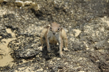 Fuerteventura Eichörnchen