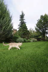 a yellow cat at garden