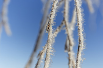 tree in frost on the background of the sky.