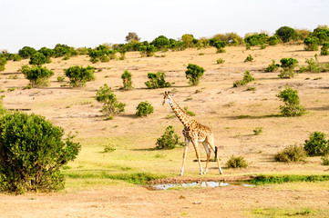 Isolated giraffe near acacia in the park of  mara Kenya