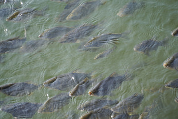 Carp fishes swimming in pond
