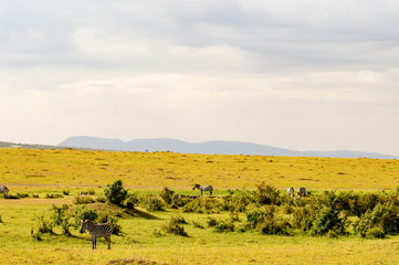 Fototapeta na wymiar Herd of zebras grazing in the savannah of Maasai Mara Park in Kenya