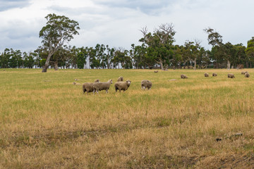 Fototapeta na wymiar Sheep grazing on paddock