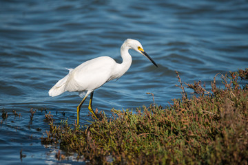 Great egret at Shoreline Park, Mountain View, California, USA