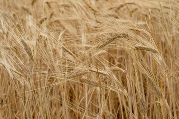 Agriculture nature background of wheat grain plant