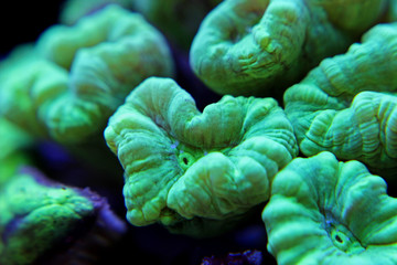Naklejka premium Caulastrea curvata LPS coral 