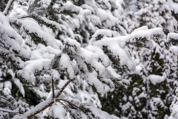 Fototapeta na wymiar Fir branch heavily covered with fresh snow.