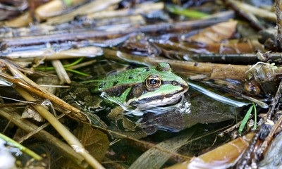 Frosch