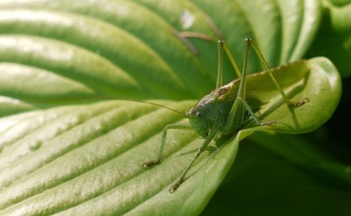Grashüpfer