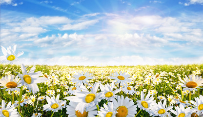 Frühlingserwachen: Meditation, Glück, Freude, Entspannung: Relaxen in Blumenwiese mit leuchtend schönen Margeriten unter blauem Himmel mit Sonne :)