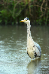 Close-up of a grey heron standing in the water